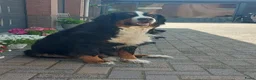 Berner Sennenhond honden te koop: Te koop : Berner Sennen Teef Herplaatser - Advertentie 5