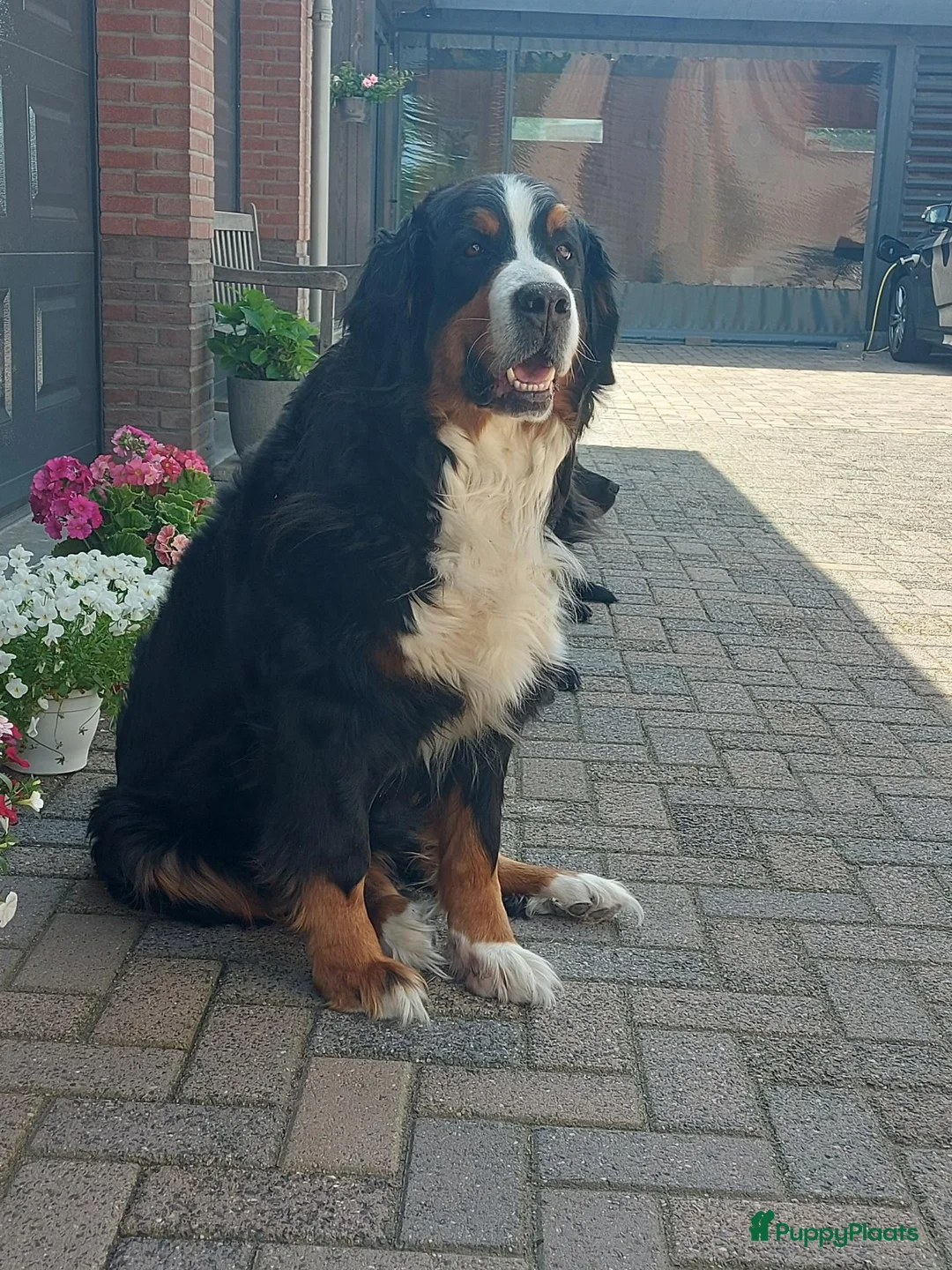 Berner Sennenhond honden te koop: Te koop : Berner Sennen Teef Herplaatser - Advertentie 5