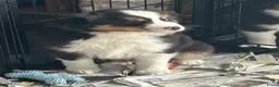 Australian Shepherd honden te koop: Miniature American shepherd - Advertentie 7