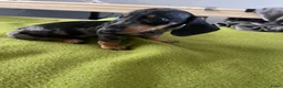 Teckel (korthaar)  honden te koop: Te koop nog 1 reutje kanichen  teckel  - Advertentie 7