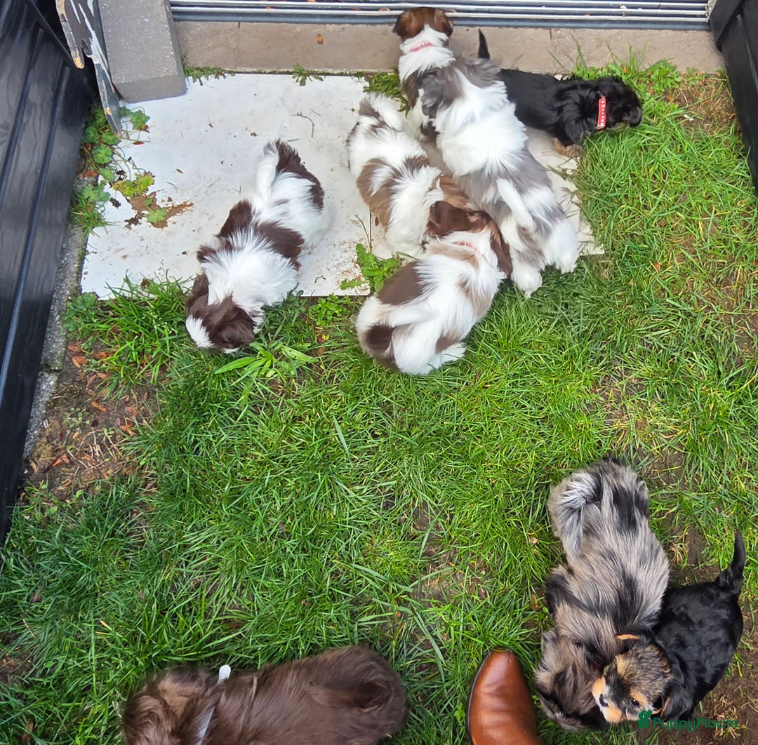 Shih Tzu honden te koop: Shih Tzu diverse kleuren , merle teefje - Advertentie 3