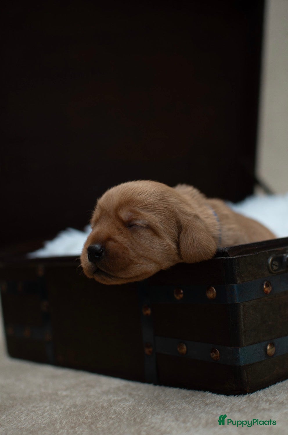 Basset fauve de Bretagne honden Raszuivere Basset fauve de Bretagne pups  - Advertentie 1