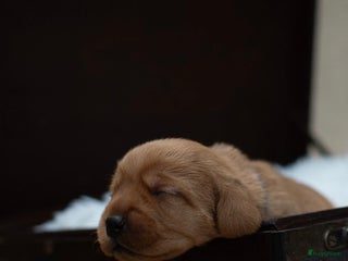 Basset fauve de Bretagne honden Raszuivere Basset fauve de Bretagne pups - Advertentie 2