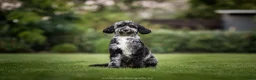 Kruising honden te koop: Prachtig nestje medium labradoodles - Advertentie 5