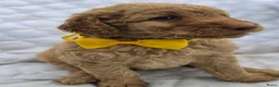 Labradoodle honden te koop: Hele mooie medium doodle half Australian bloed🩵🤩 - Advertentie 14