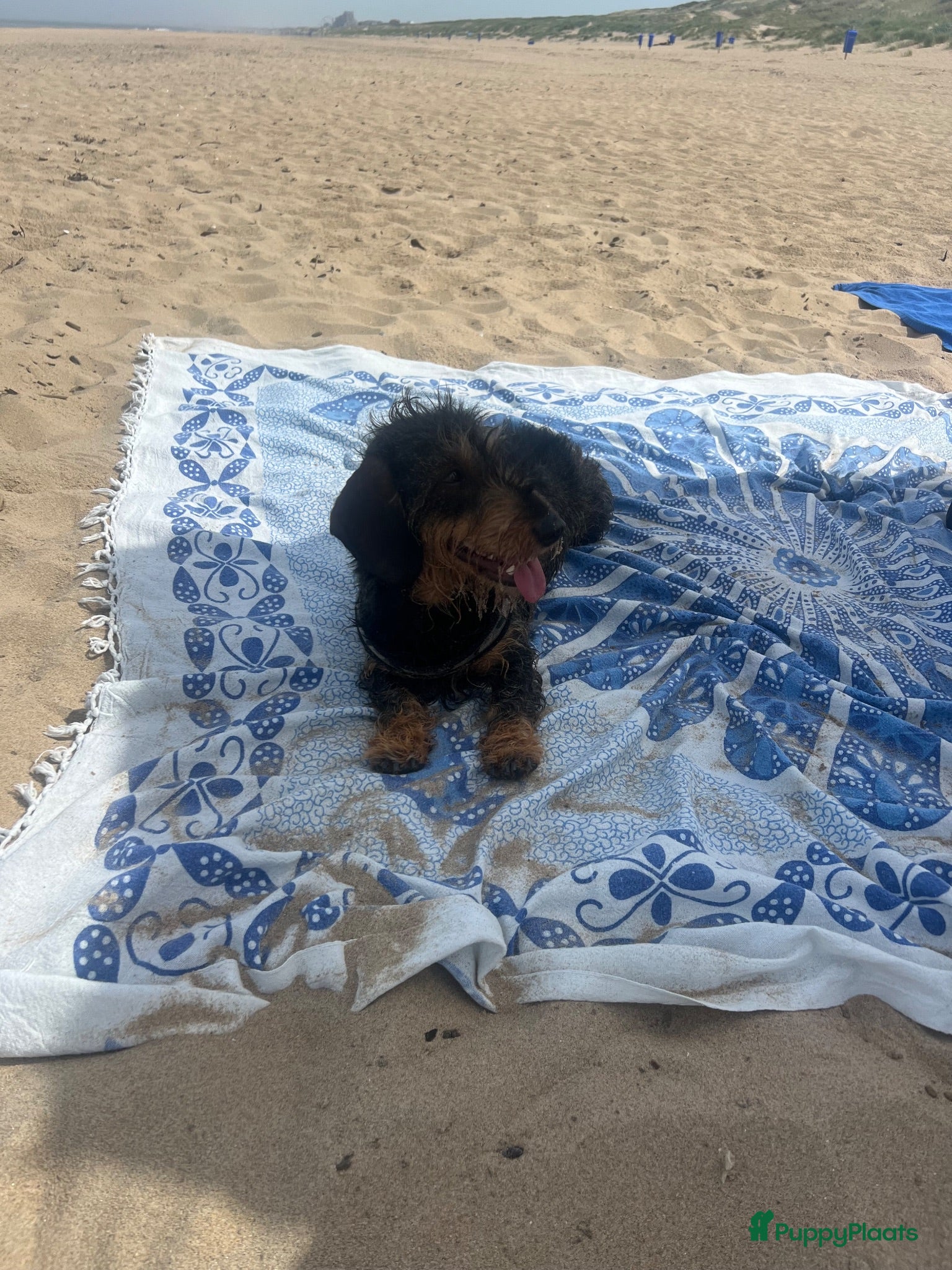 Ruwhaar Teckel honden Standaard ruwhaar teckels  - Advertentie 2