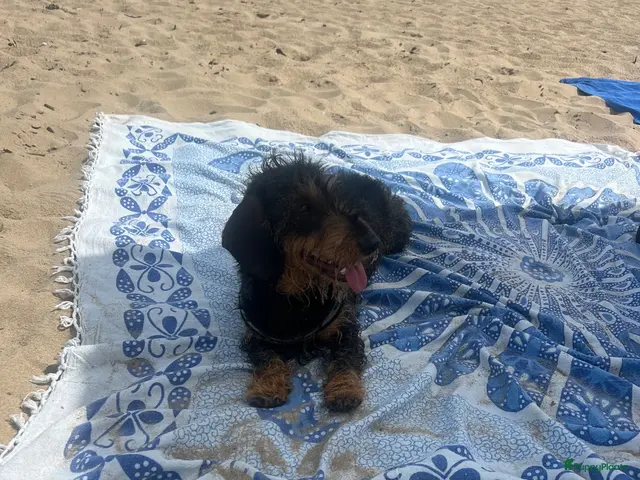 Ruwhaar Teckel honden Standaard ruwhaar teckels - Advertentie 2