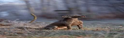 Weimarse Staande Hond korthaar honden te koop: Mooie Weimaraner pups uit mooie werklijn - Advertentie 8