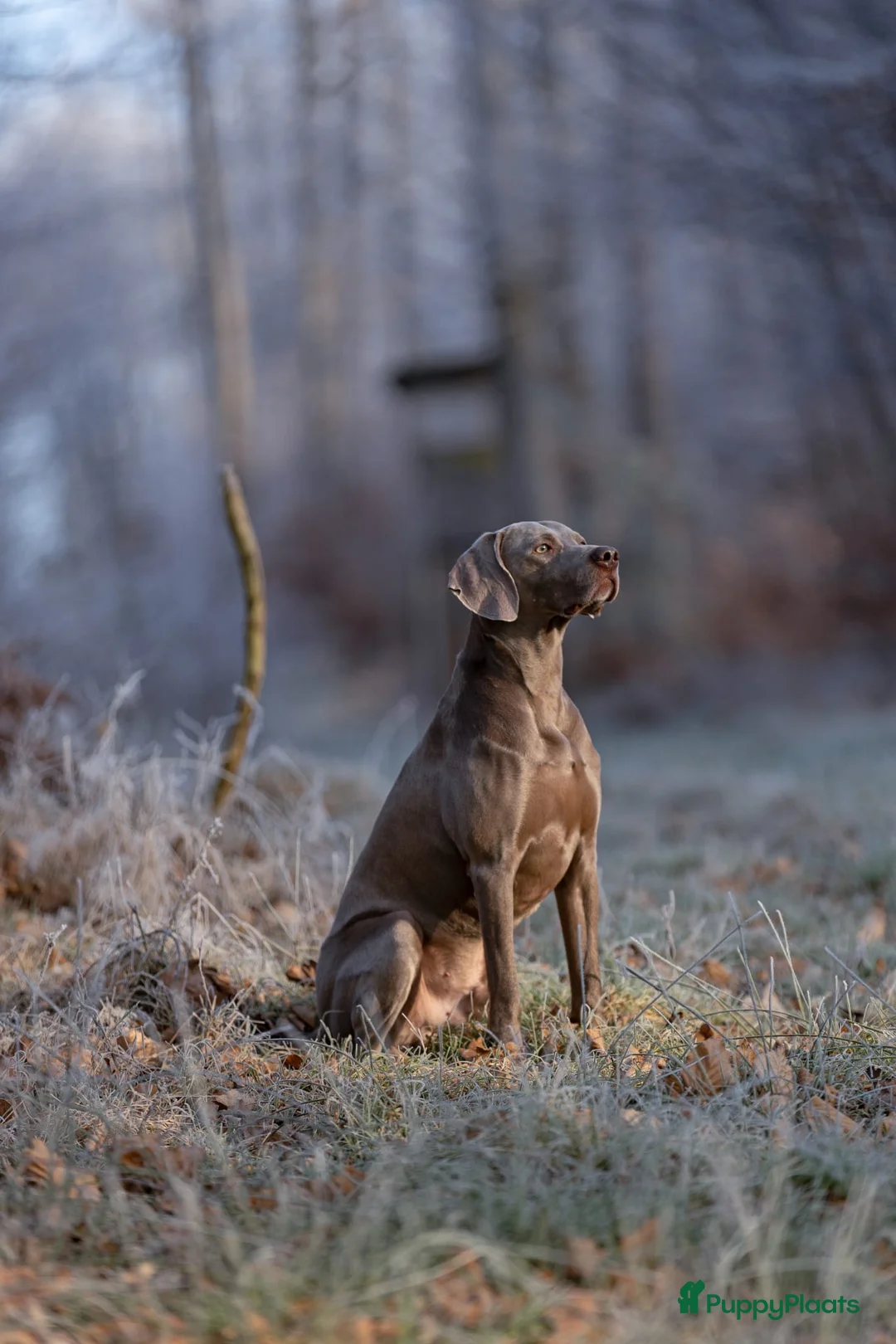 Weimarse Staande Hond korthaar honden te koop: Mooie Weimaraner pups uit mooie werklijn - Advertentie 8