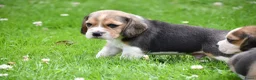 Beagle honden te koop: Prachtige Beagle pups  - Advertentie 9