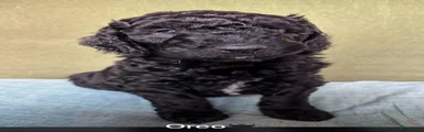 Oreo