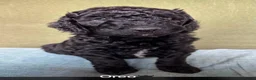 Labradoodle honden te koop: Labradoodle / 'Dubbel Doodle' pups geboren! - Advertentie 30