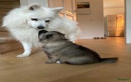 Keeshond honden te koop: Kruising Keeshond X Japanse Spits - Afbeelding 1