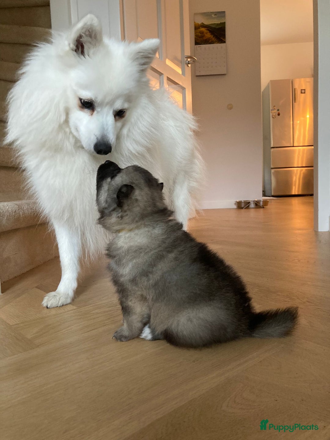 Keeshond honden te koop: Kruising Keeshond X Japanse Spits - Afbeelding 1