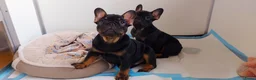 Franse Bulldog honden te koop: Prachtige Franse Bulldog pups met stamboom - Advertentie 1