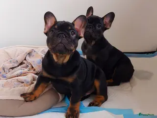 Franse Bulldog honden Prachtige Franse Bulldog pups met stamboom - Advertentie 1