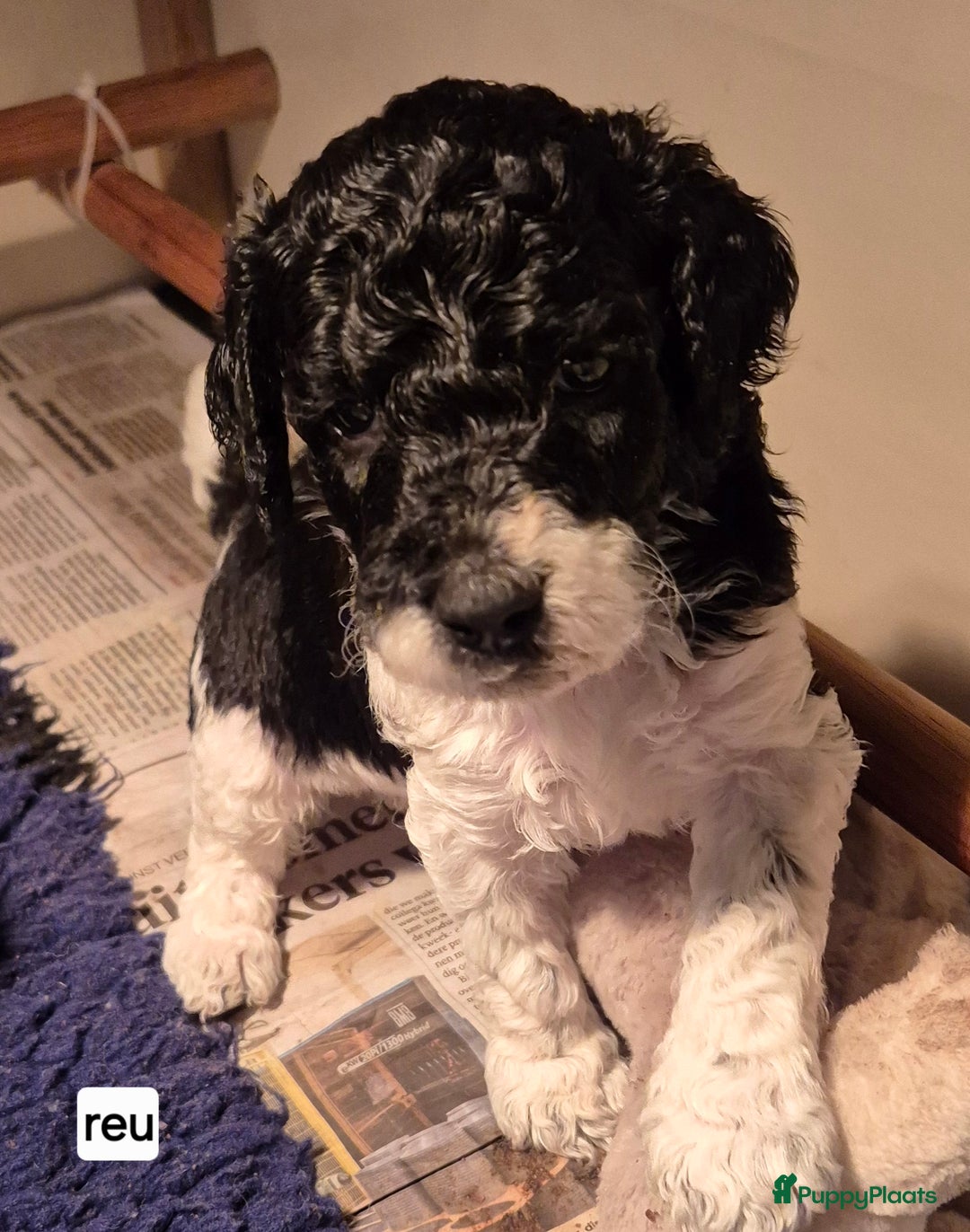 Poedel honden te koop: Schitterende Koningspoedel pups - Advertentie 2