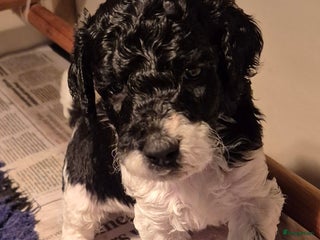 Poedel honden Schitterende Koningspoedel pups - Advertentie 10