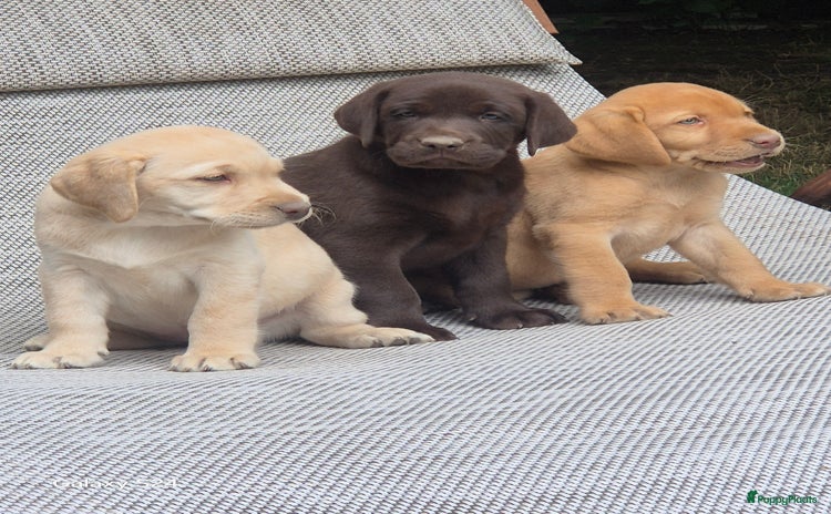 Labrador Retriever honden - Advertentie 4