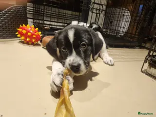 Kruising honden Labradoodle x greyhound mix - Advertentie 7