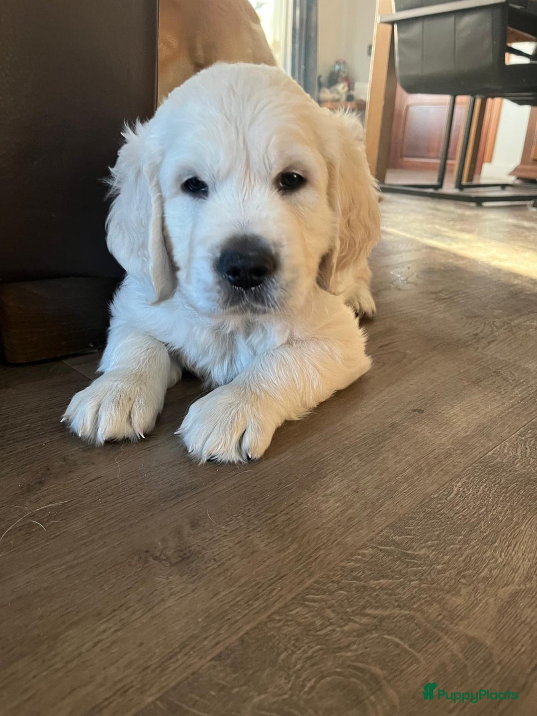 Golden Retriever honden te koop: 2 lieve golden retriever puppys te koop - Advertentie 5