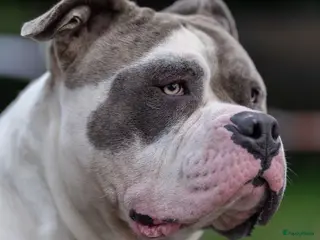 Amerikaanse Bully honden American Bully XL dekreu - Advertentie 2