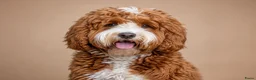 Australian Labradoodle honden te koop: Australian Labradoodle pups - Advertentie 4
