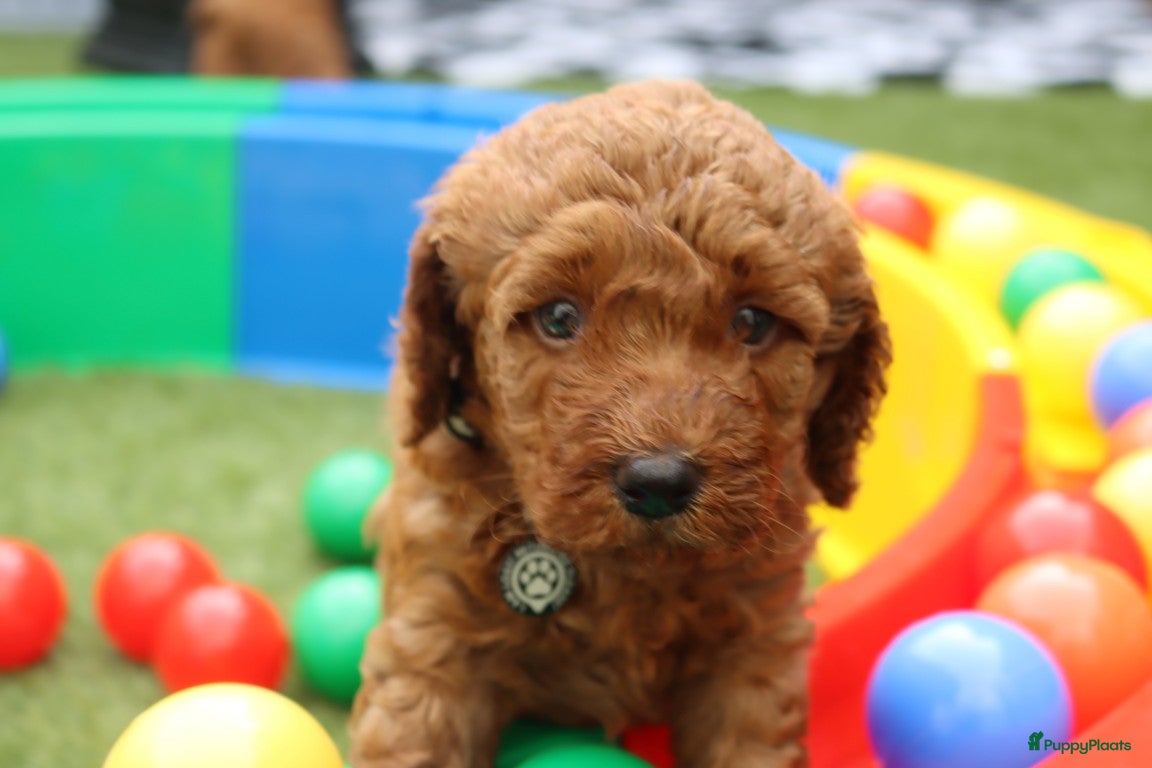 Australian Labradoodle honden te koop:  6 lieve Mini/medium Australian labradoodle pups - Advertentie 18