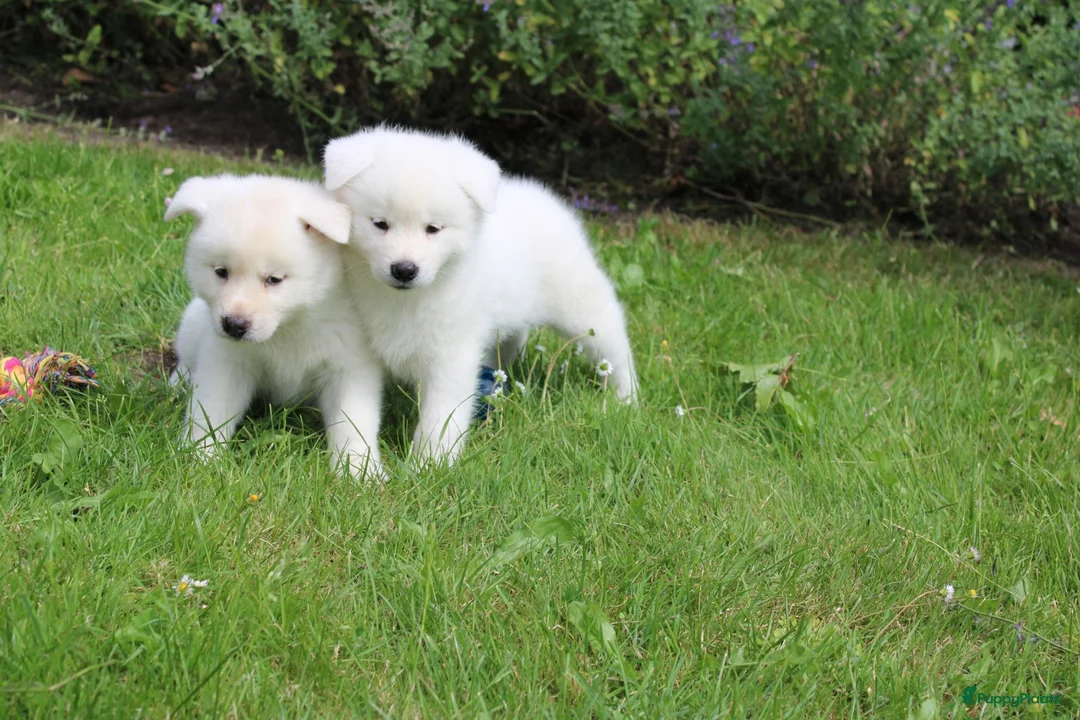 Akita honden te koop: Zeldzaam mooie Japanse Akita Inu pups - Advertentie 11