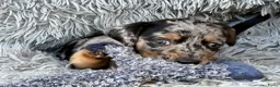 Jack Russel Terriër honden te koop: 5 lieve jack Russell puppy’s  - Advertentie 7
