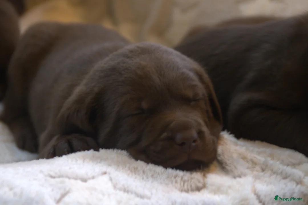 Labrador Retriever honden te koop: Prachtige chocoladebruine Labrador pups - Advertentie 17