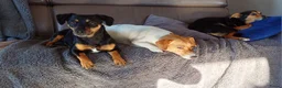 Jack Russel Terriër honden te koop: Te koop: Black & Tan Jack Russell Teef (2 jaar) - Advertentie 5