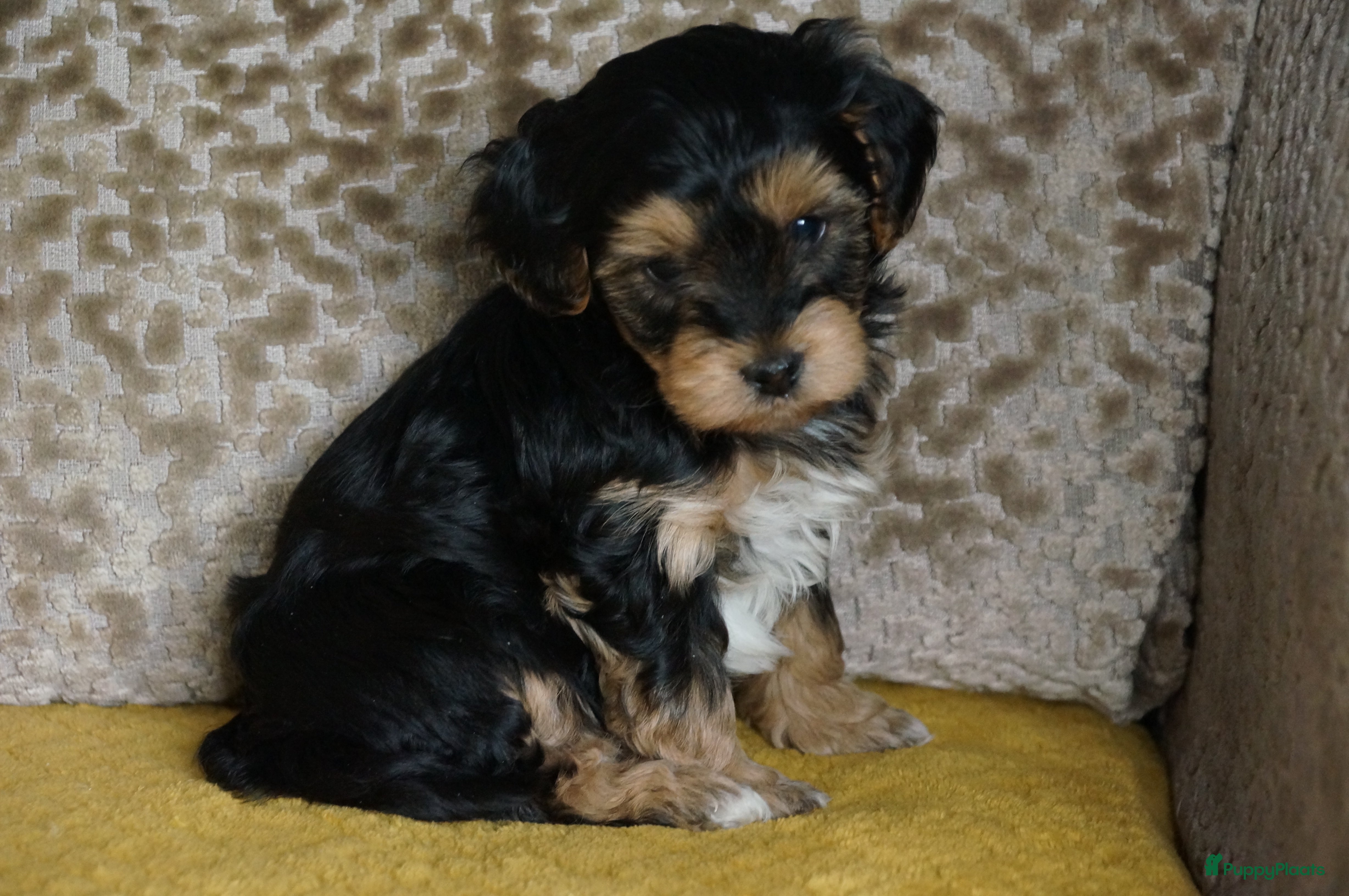 Kruising honden Papa maltipoo x Mama driekleur  boomer/ maltipoo - Advertentie 2