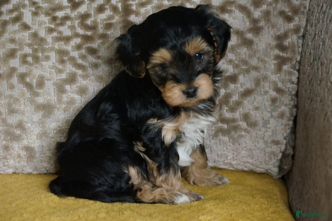 Kruising honden te koop: Papa maltipoo x Mama driekleur  boomer/ maltipoo - Advertentie 2