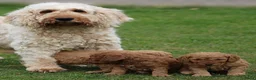 Cockapoo honden te koop: cockapoo pup, reutje - Advertentie 3