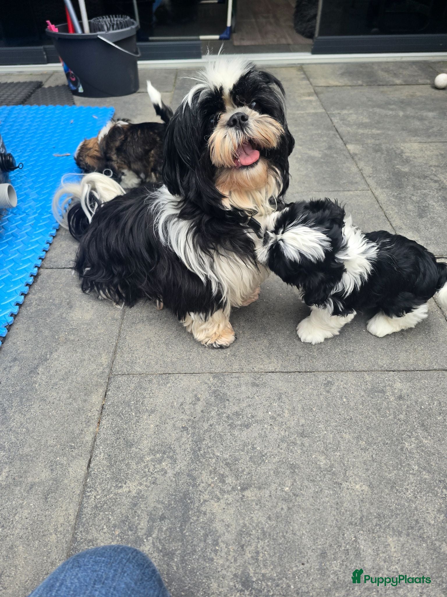 Shih Tzu honden Te koop raszuivere shih-tzu pup met fci stamboom  - Advertentie 2
