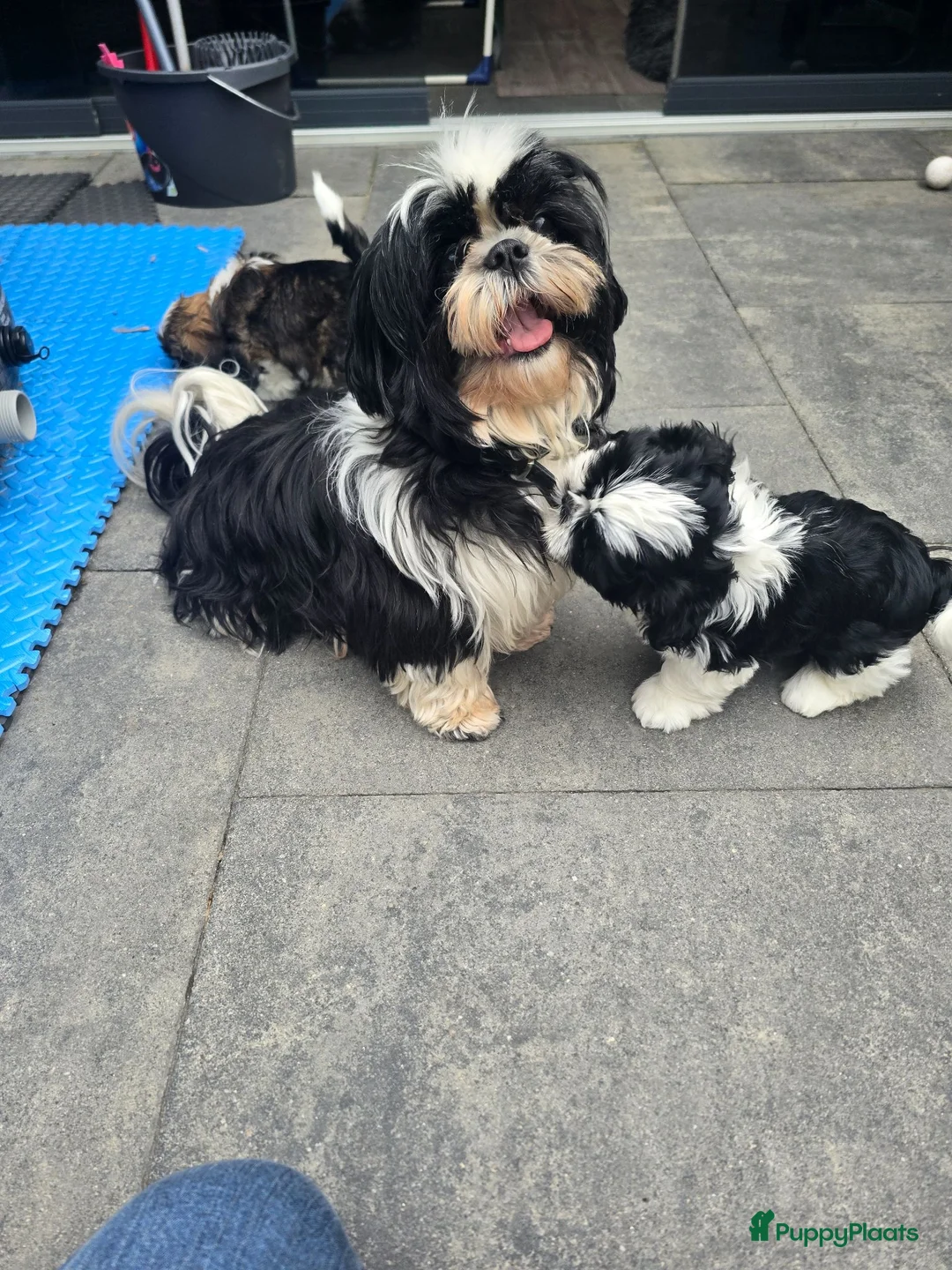 Shih Tzu honden te koop: Te koop raszuivere shih-tzu pup met fci stamboom  - Advertentie 1