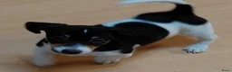 Jack Russel Terriër honden te koop: Jackrussel puppy’s  - Advertentie 5