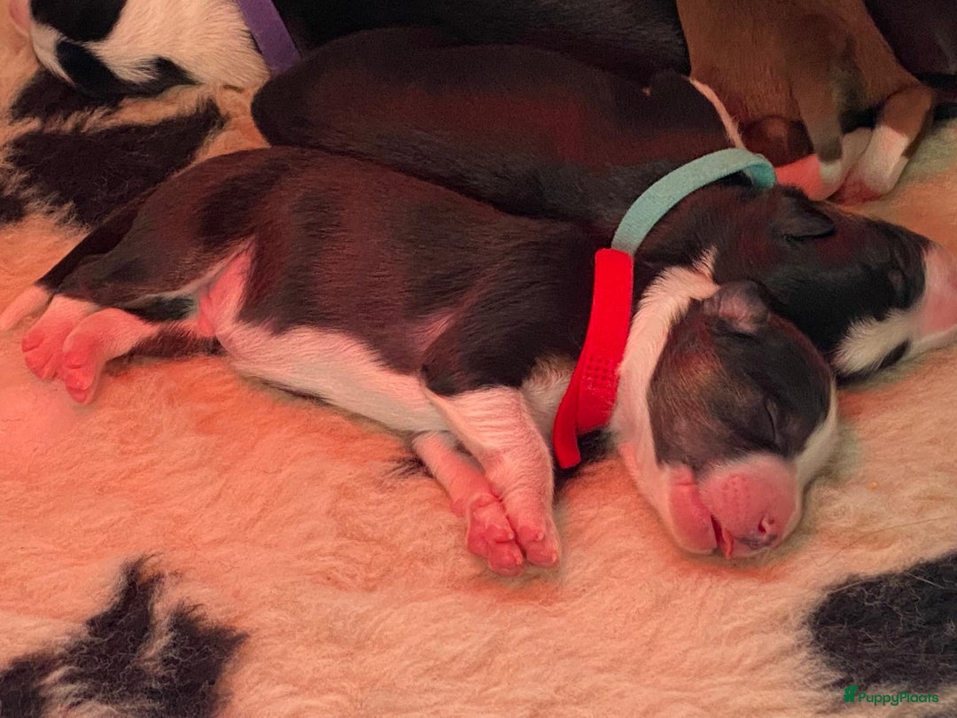 Border Collie honden te koop: Border collie pups - Advertentie 7