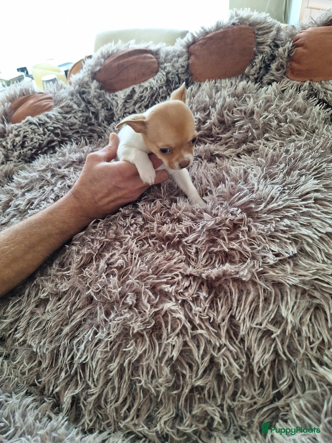 Chihuahua honden te koop: Super mooie chihuahua puppy's  - Advertentie 3