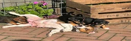 Jack Russel Terriër honden te koop: Lieve Choco tan reu puppy - Advertentie 11