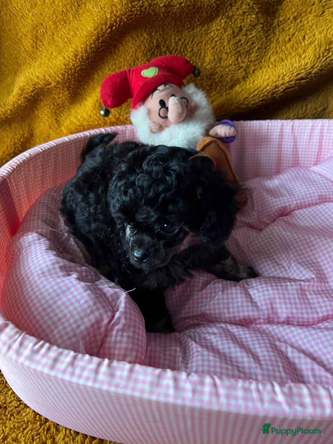 Poedel Toy honden te koop: Toy poedels  - Advertentie 10