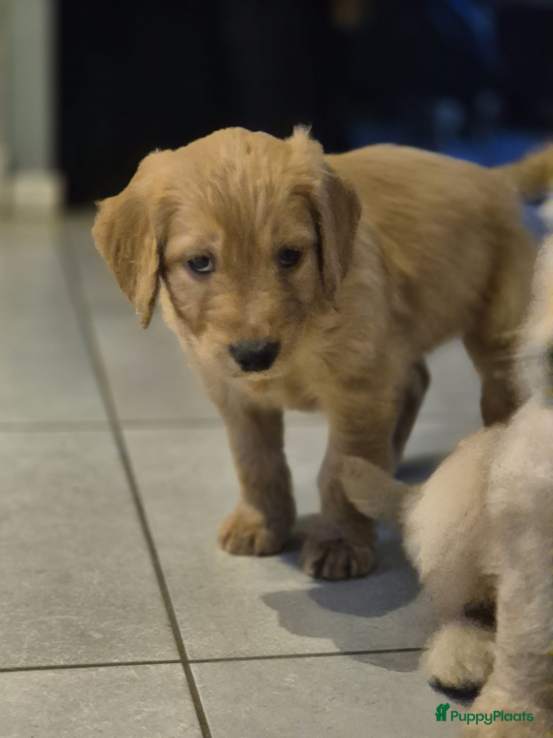 Goldendoodle honden te koop: Lieve Golden Doodle teefjes  - Advertentie 10