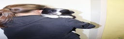 Border Collie honden te koop: Super Schattige border collie pups te koop - Advertentie 26