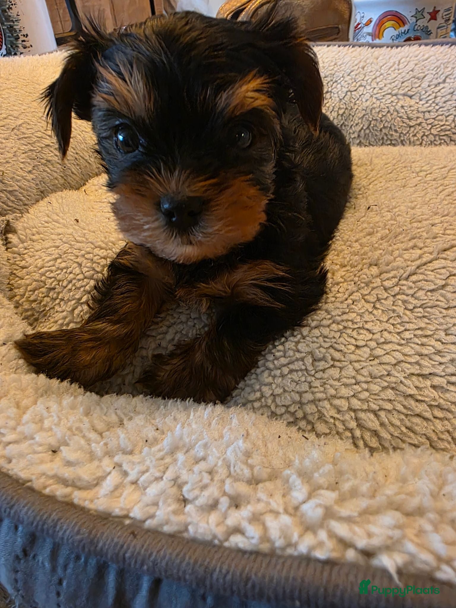 Yorkshire Terriër honden Yorkshire terrier pup - Advertentie 1