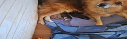 Pomchi honden te koop: 2 mooie pomchi teefjes - Advertentie 2