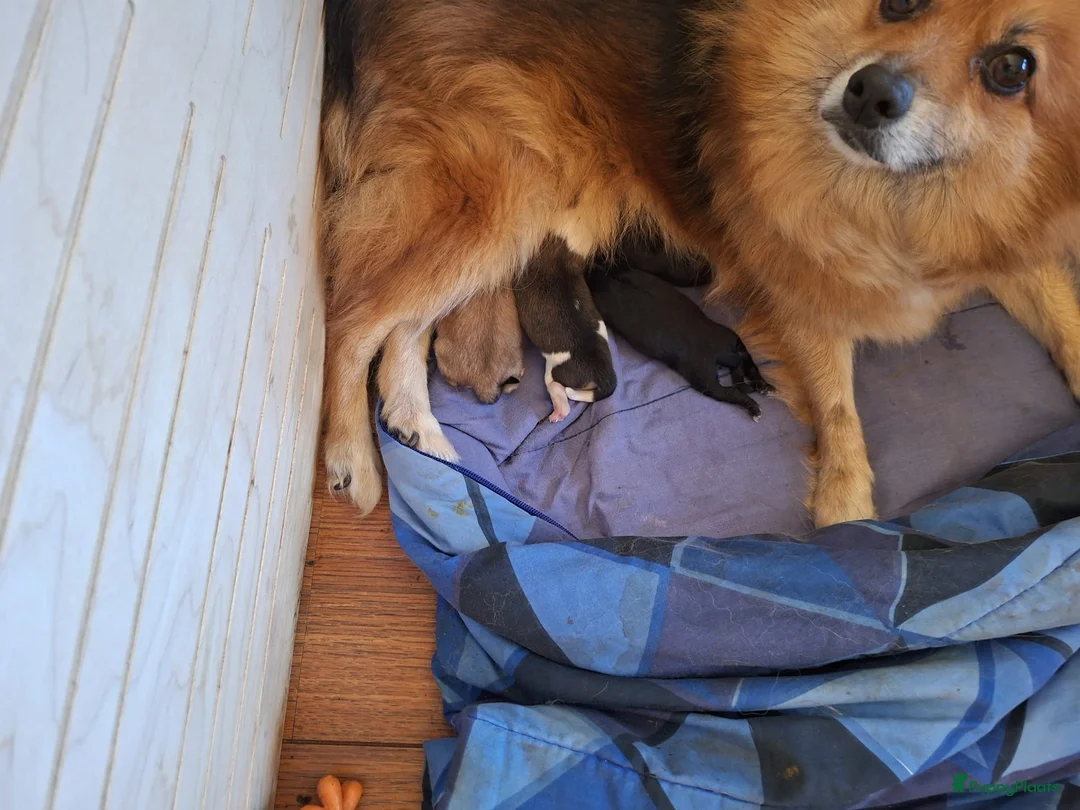 Pomchi honden te koop: 2 mooie pomchi teefjes - Advertentie 2