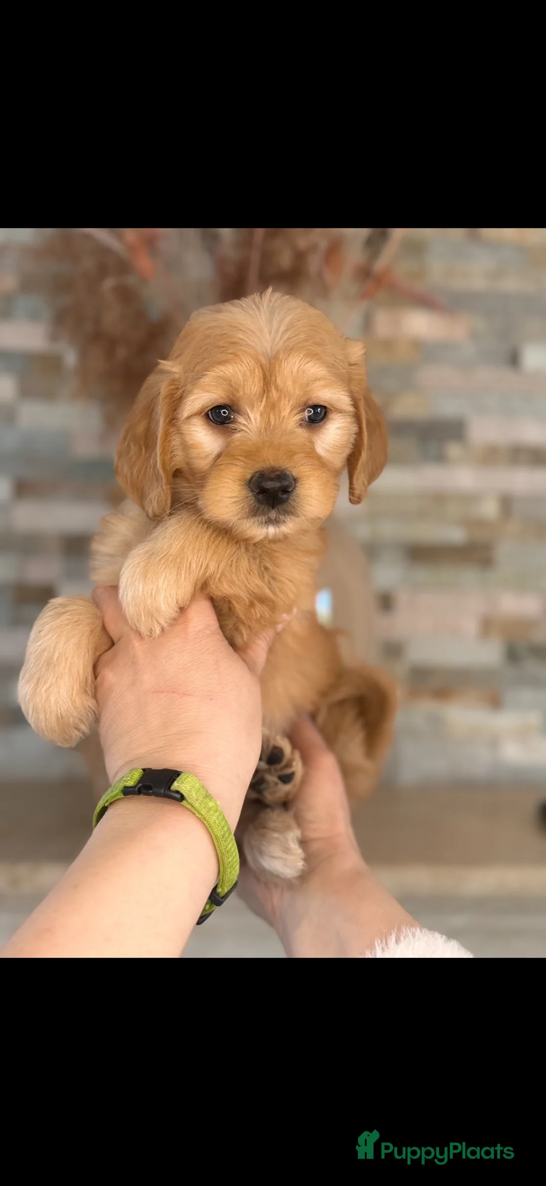 Goldendoodle honden te koop: Prachtige goldendoodle pups - Advertentie 2