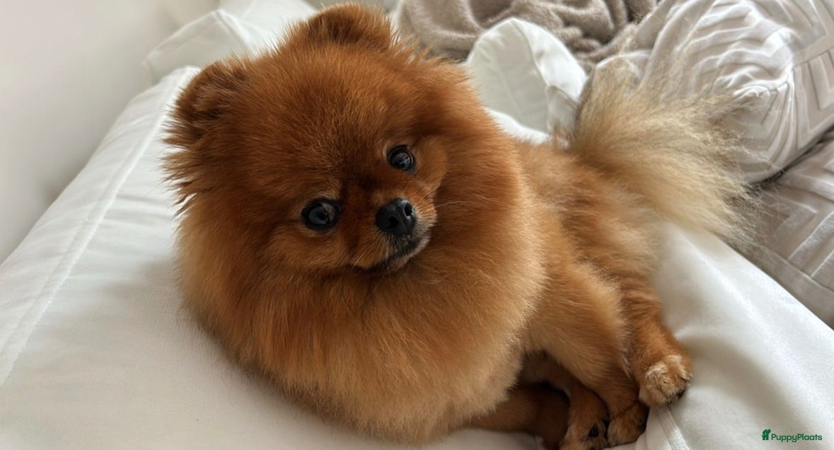 Pomeriaan honden ✨ KENZIE — Exclusieve Pomeriaan Dekreu ✨ - Advertentie 5