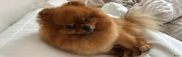 Pomeriaan honden ter dekking: ✨ KENZIE — Exclusieve Pomeriaan Dekreu ✨ in Deventer - Advertentie 1